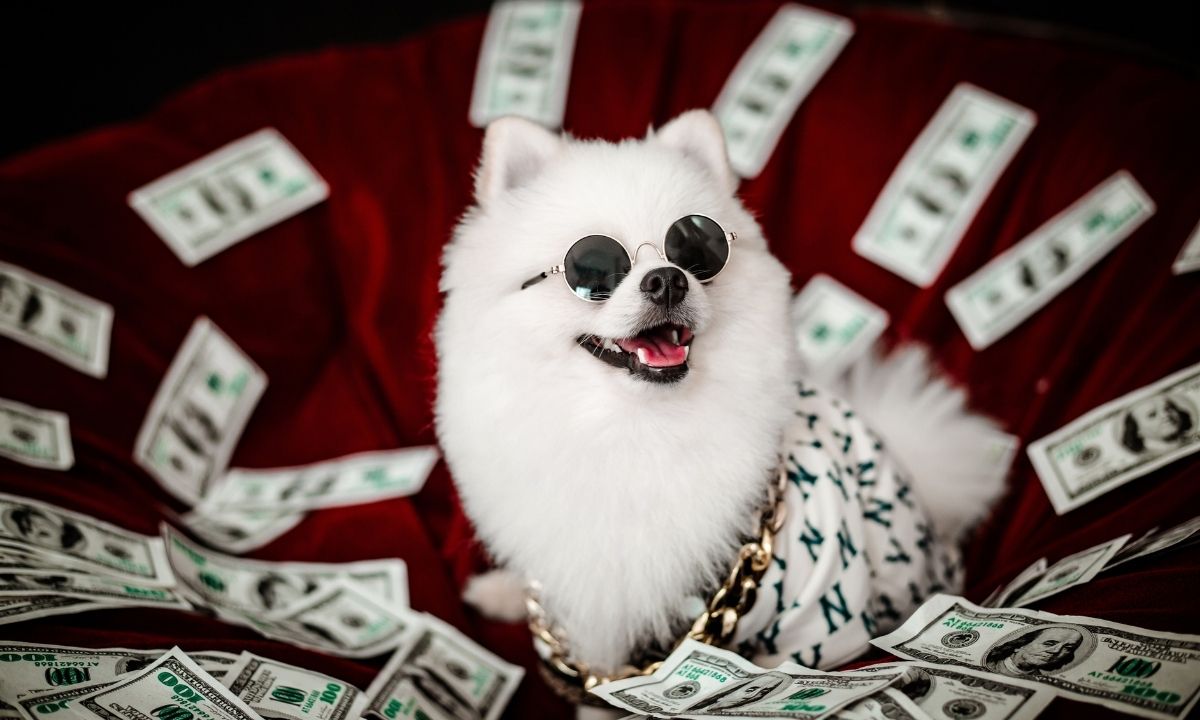 Ein weißer Schoßhund mit Sonnenbrille umgeben von Geldscheinen.