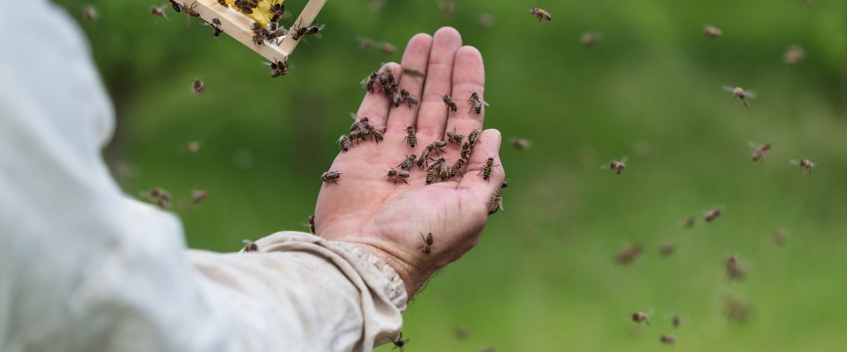 Bienen auf der Hand eines Imkers